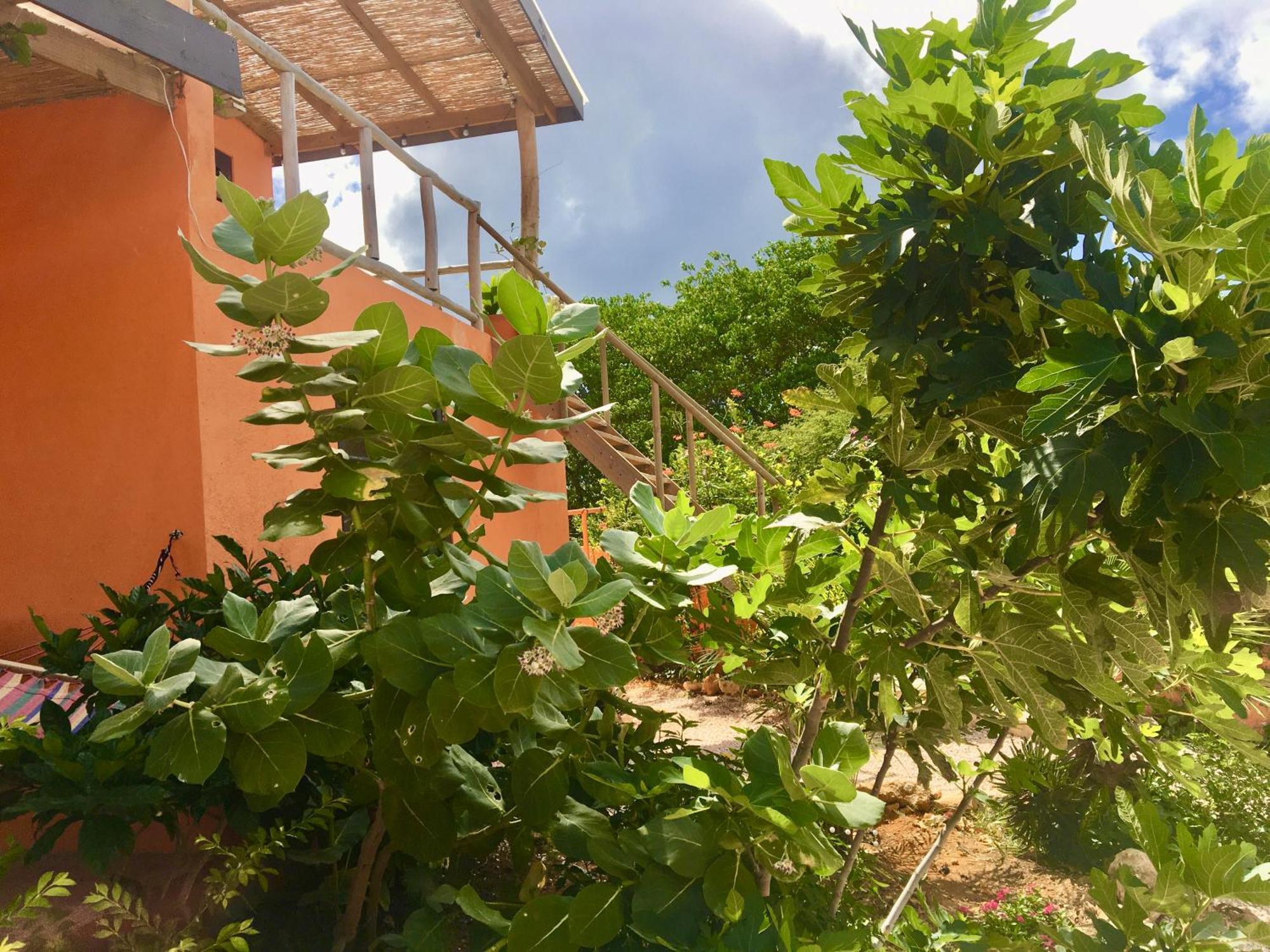 The Octopus Tropical Oasis Dorp Dorp Sint Michiel Exterior foto